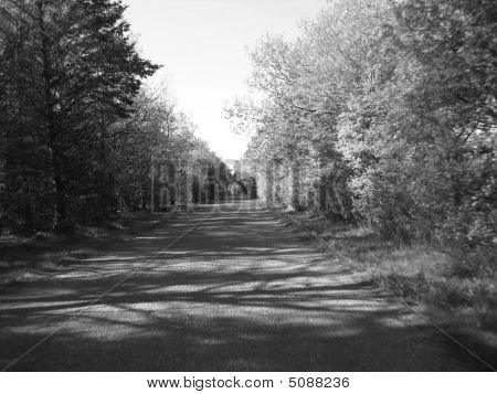 Strada giù un legno