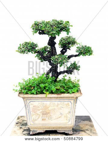 Bonsai Tree