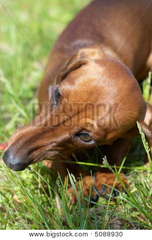 Dachshund