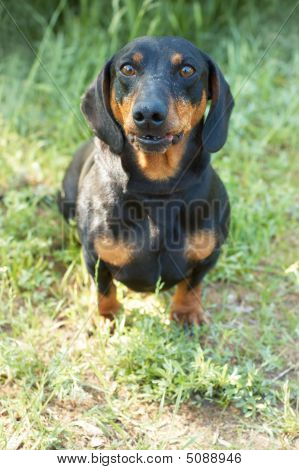 Dachshund
