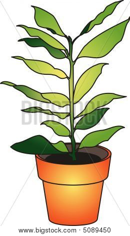 Blume