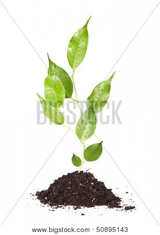 Green plant isolated on white background. Growth concept.