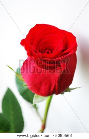 Bella rosa rossa