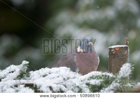 Common Wood Pigeon in the tree in snow