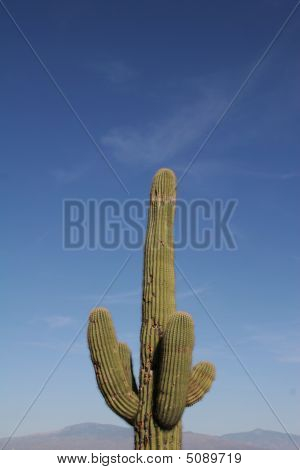 Cacto Saguaro