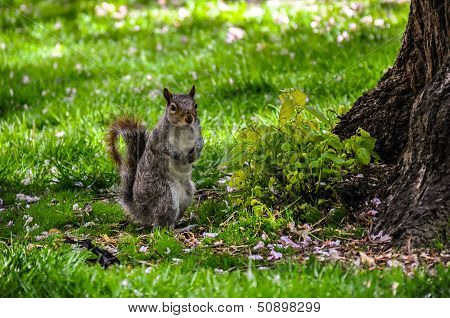Photo of squirrel