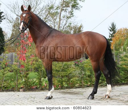 Beautiful Dutch Warmblood With Perfect Hair Style