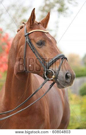 Nice Big Horse With Perfect Hair Style