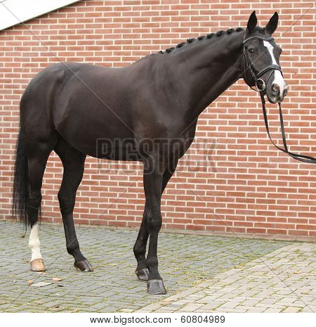 Beautiful Dutch Warmblood With Perfect Hair Style