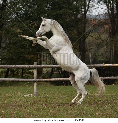 Gorgeous Arabian Stallion Prancing