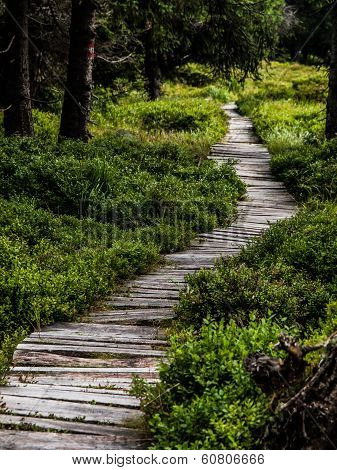 Wooden path