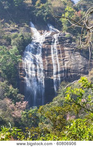 Siribhum Waterfall With Wild Himalayan Cherry Flower In Doi Inthanon ,chaingmai Thailand