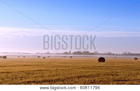 Foggy Morning