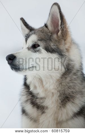Alaskan Malamute Puppy