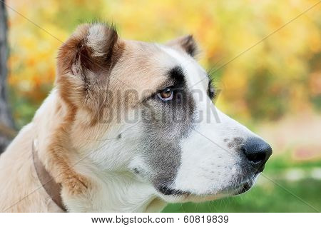 Red dog watches