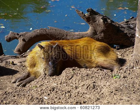 Capybara