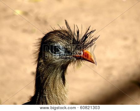 Seriema - south american bird (Bolivia)
