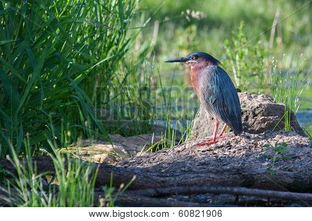 Green Heron (butorides Virescens Virescens)