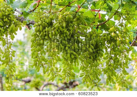 Grape Farm,fresh Green Vineyards.