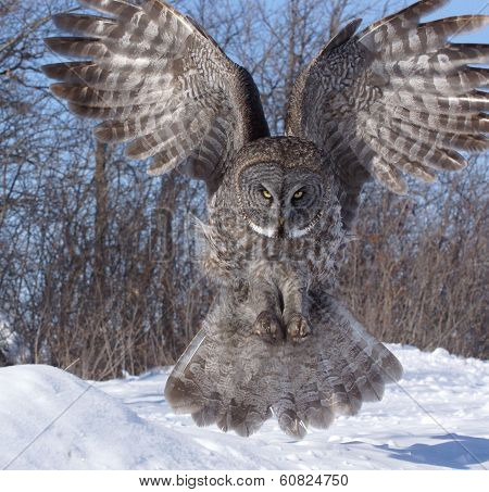 great grey owl