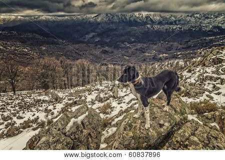 Border Collie Dog Standing On Rocks With Snow Covered Mountains In Background