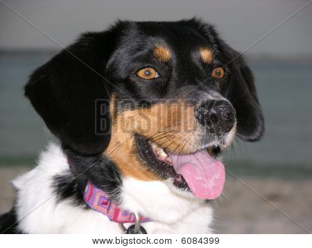Familiehond