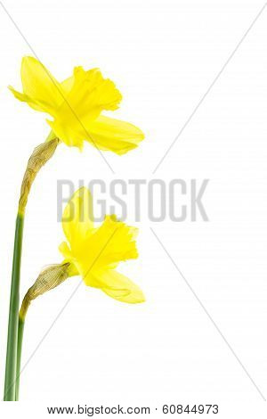 Daffodil With Papery Spathe.