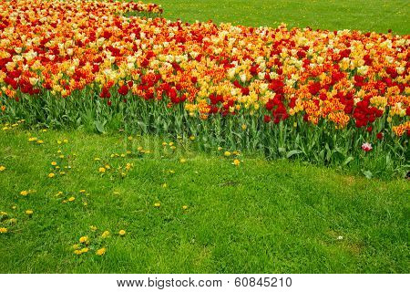 spring tulips lawn