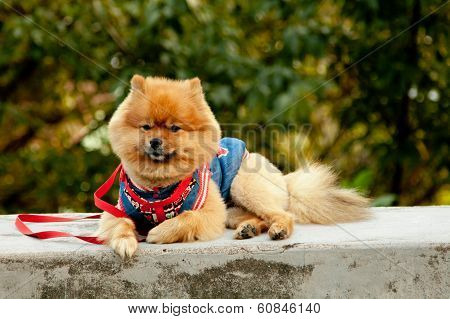 Spitz