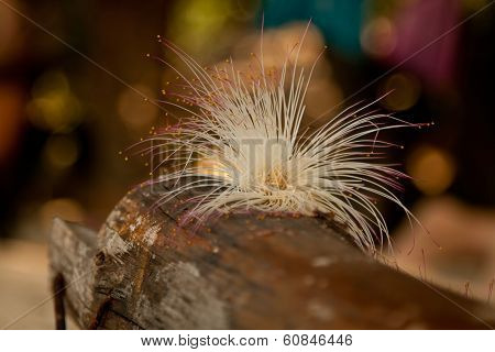 Poison tree flower