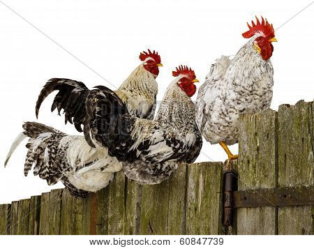 Roosters on fence.