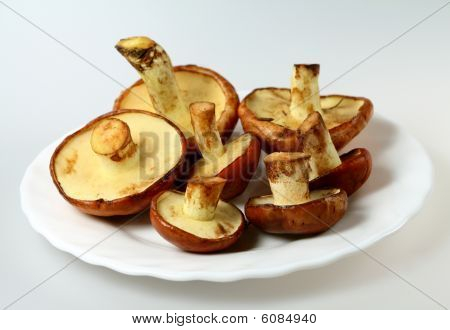 Varietà di Jack scivoloso funghi commestibili (Suillus Luteus)
