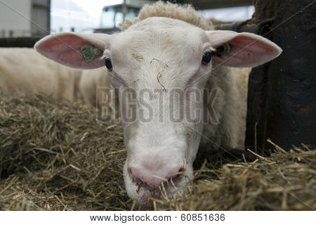 cheep portrait