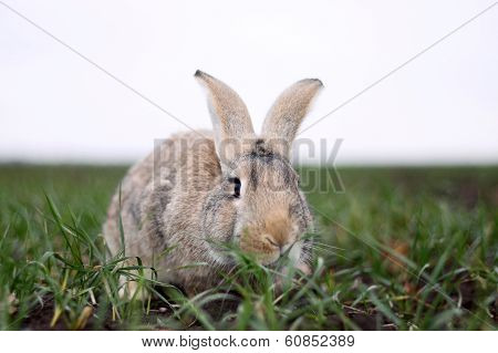 Gray Rabbit In The Field
