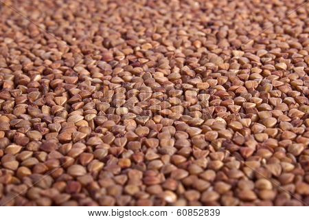 Buckwheat