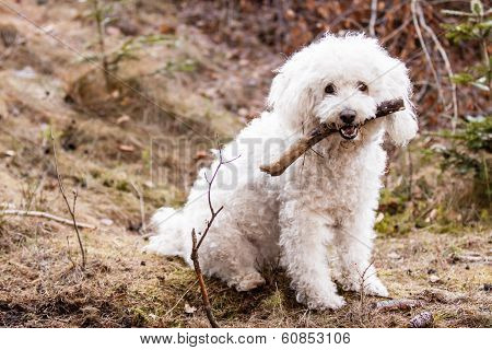White Puli