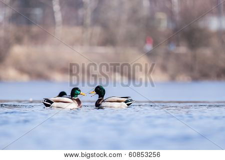 Ducks