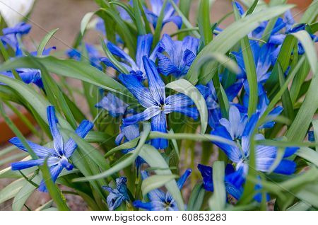 Tecophilea Cyancrocus