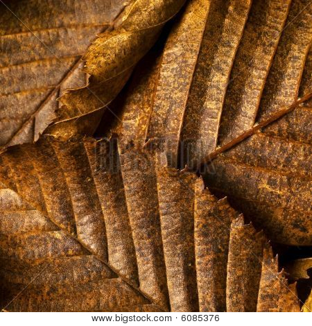 Foglie di faggio In autunno
