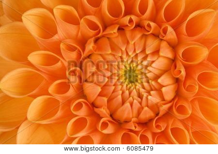 Dalia pom pom arancione