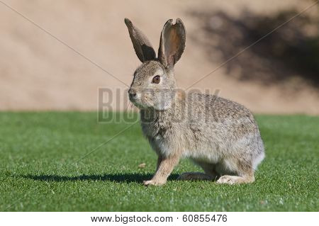 Desert Cottontail Rabbit