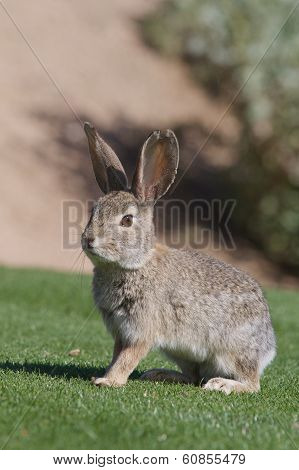 Desert Cottontail Rabbit