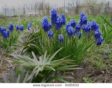 Jalousie de flor