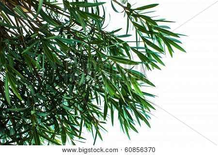 Green organic background