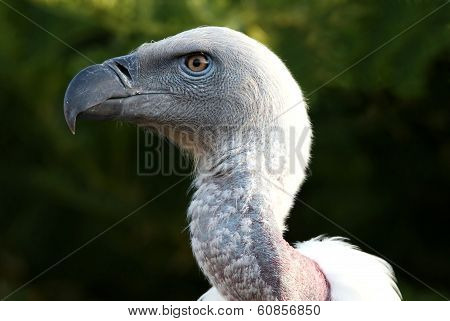 Griffon Vulture Bird Portrait