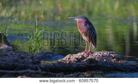 Green Heron (butorides Virescens Virescens)