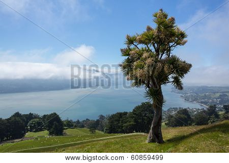 Panoramic Landscape Otago Bay Dunedin