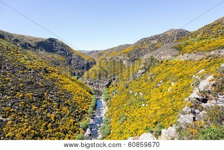 Taieri Gorge Railway On Side Of Ravine With Bridge