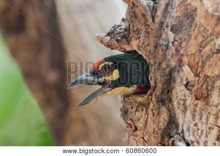 Coppersmith Barbet Bird (megalaima Haemacephala)