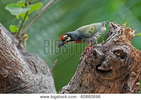 Coppersmith Barbet Bird (megalaima Haemacephala)